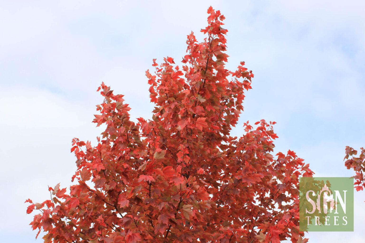 Acer Rubrum Sun Valley - View 11 from www redcrocus com