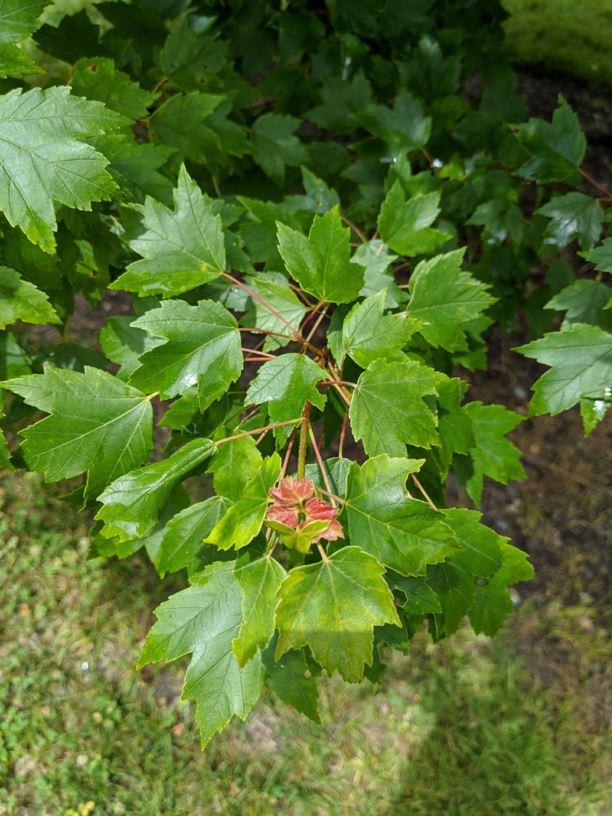 Acer Rubrum Sun Valley - View 12 from www redcrocus com