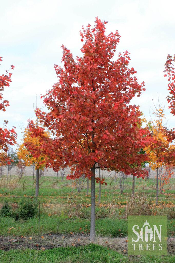 Acer Rubrum Sun Valley - View 13 from www redcrocus com