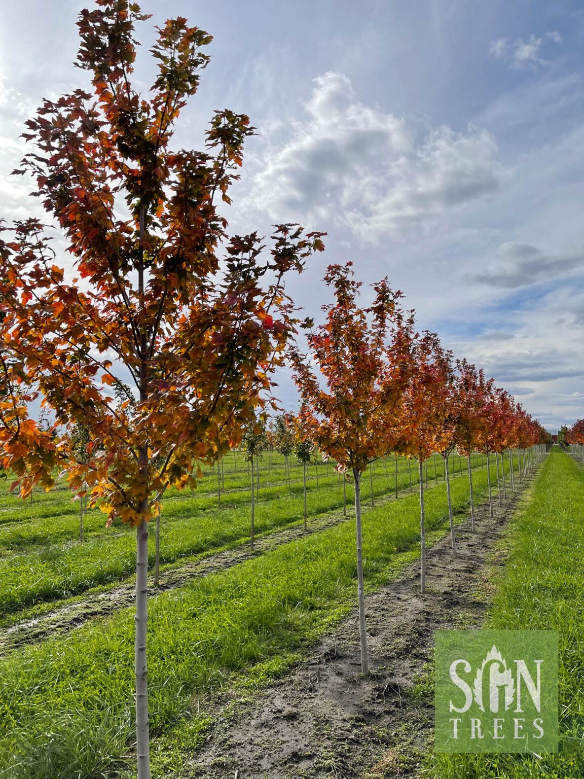 Acer Rubrum Sun Valley - View 14 from www redcrocus com