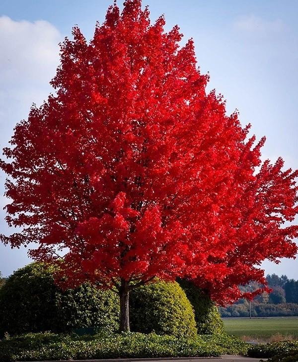 Acer Rubrum Sun Valley - View 16 from www redcrocus com