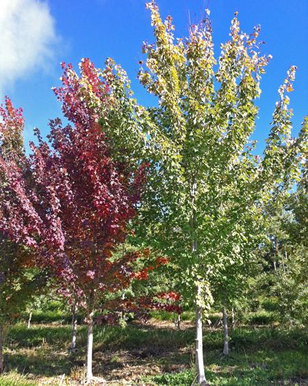 Acer Rubrum Sun Valley - View 18 from www redcrocus com