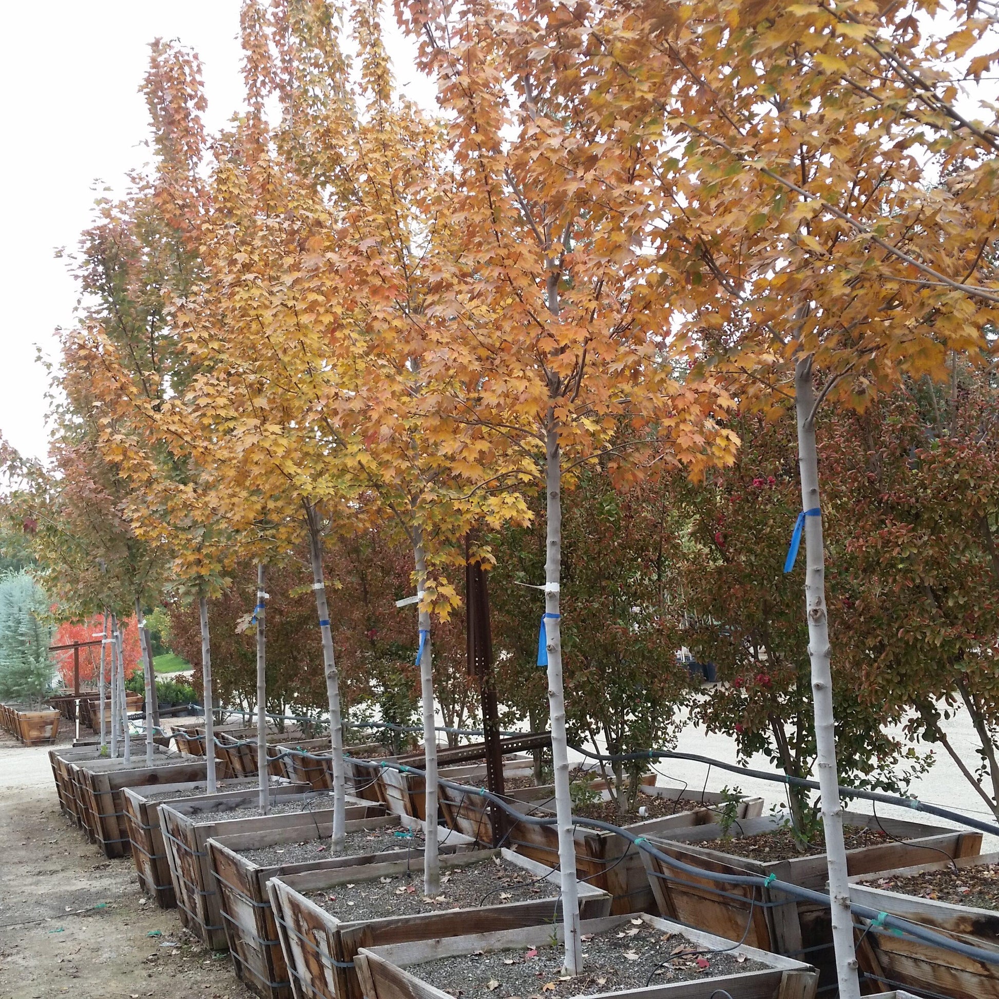 Acer Rubrum Sun Valley - View 19 from www redcrocus com