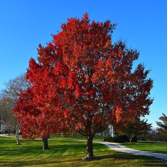 Acer Rubrum Sun Valley - View 1 from www redcrocus com