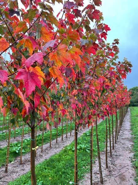 Acer Rubrum Sun Valley - View 20 from www redcrocus com