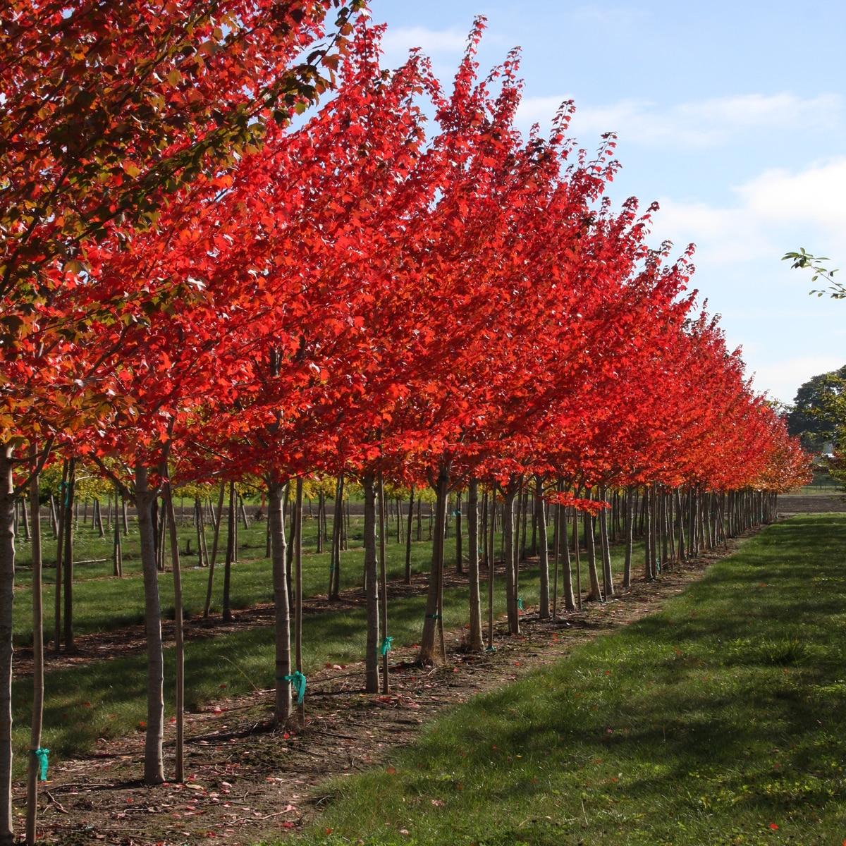 Acer Rubrum Sun Valley - View 2 from www redcrocus com