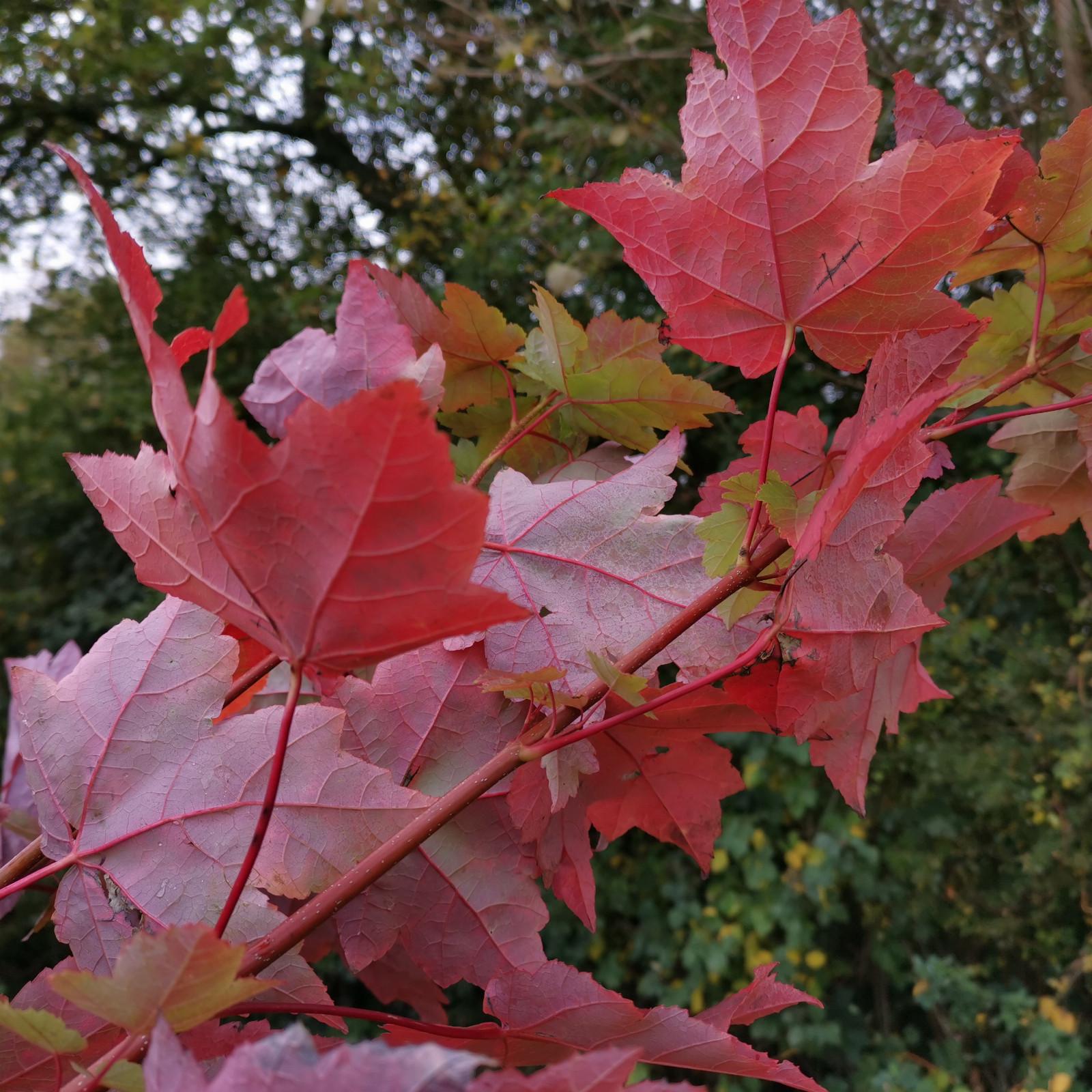 Acer Rubrum Sun Valley - View 4 from www redcrocus com