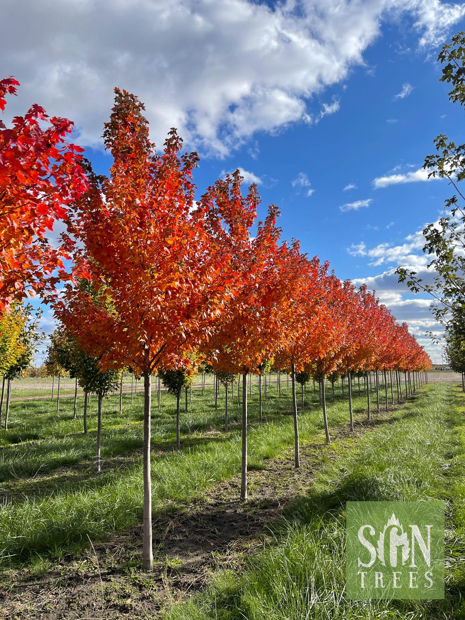 Acer Rubrum Sun Valley - View 5 from www redcrocus com