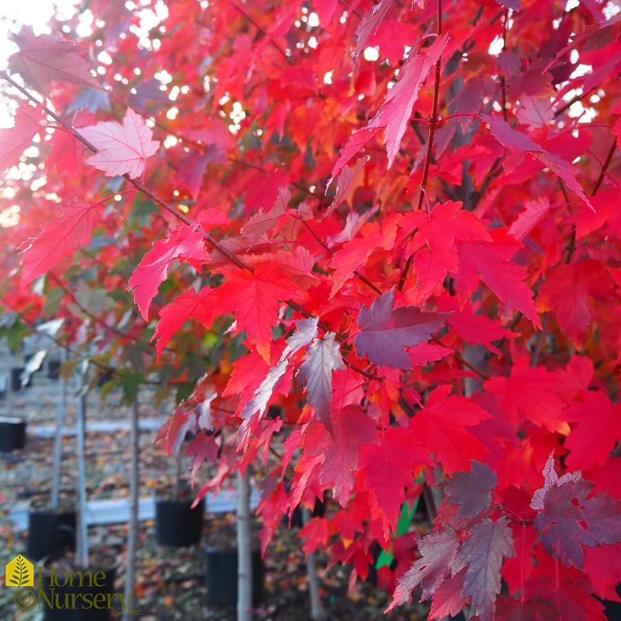 Acer Rubrum Sun Valley - View 6 from www redcrocus com