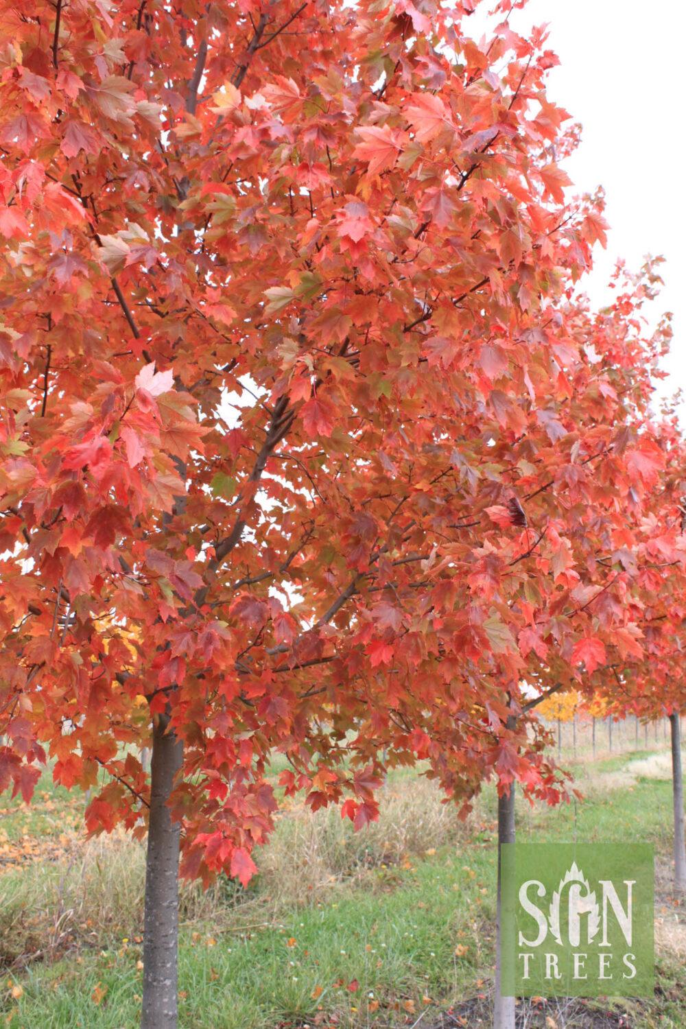 Acer Rubrum Sun Valley - View 9 from www redcrocus com