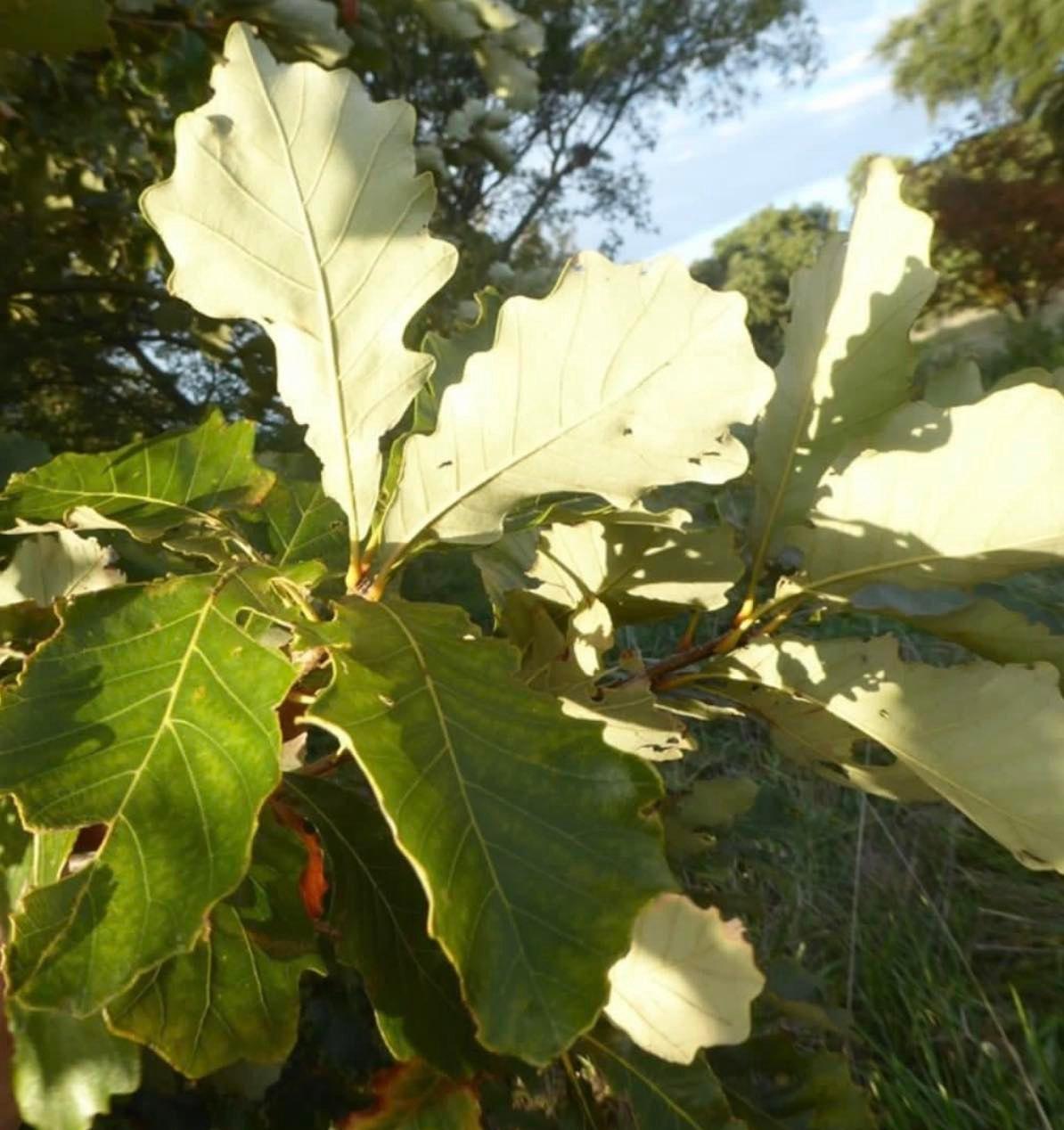Quercus Bicolor - View 15 from www redcrocus com