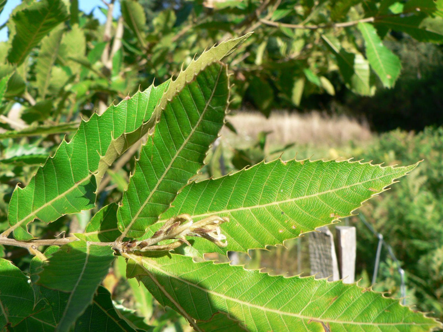 Quercus Acutissima - View 10 from www redcrocus com