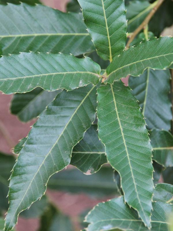 Quercus Acutissima - View 11 from www redcrocus com