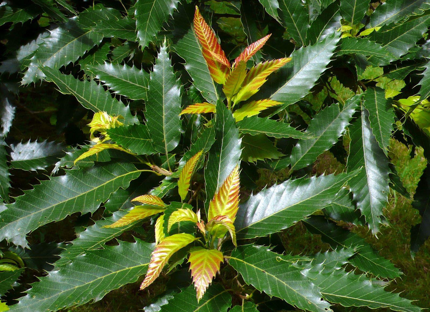 Quercus Acutissima - View 12 from www redcrocus com