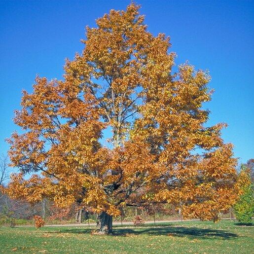 Quercus Acutissima - View 13 from www redcrocus com