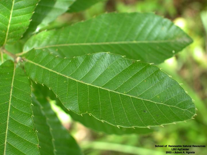 Quercus Acutissima - View 15 from www redcrocus com