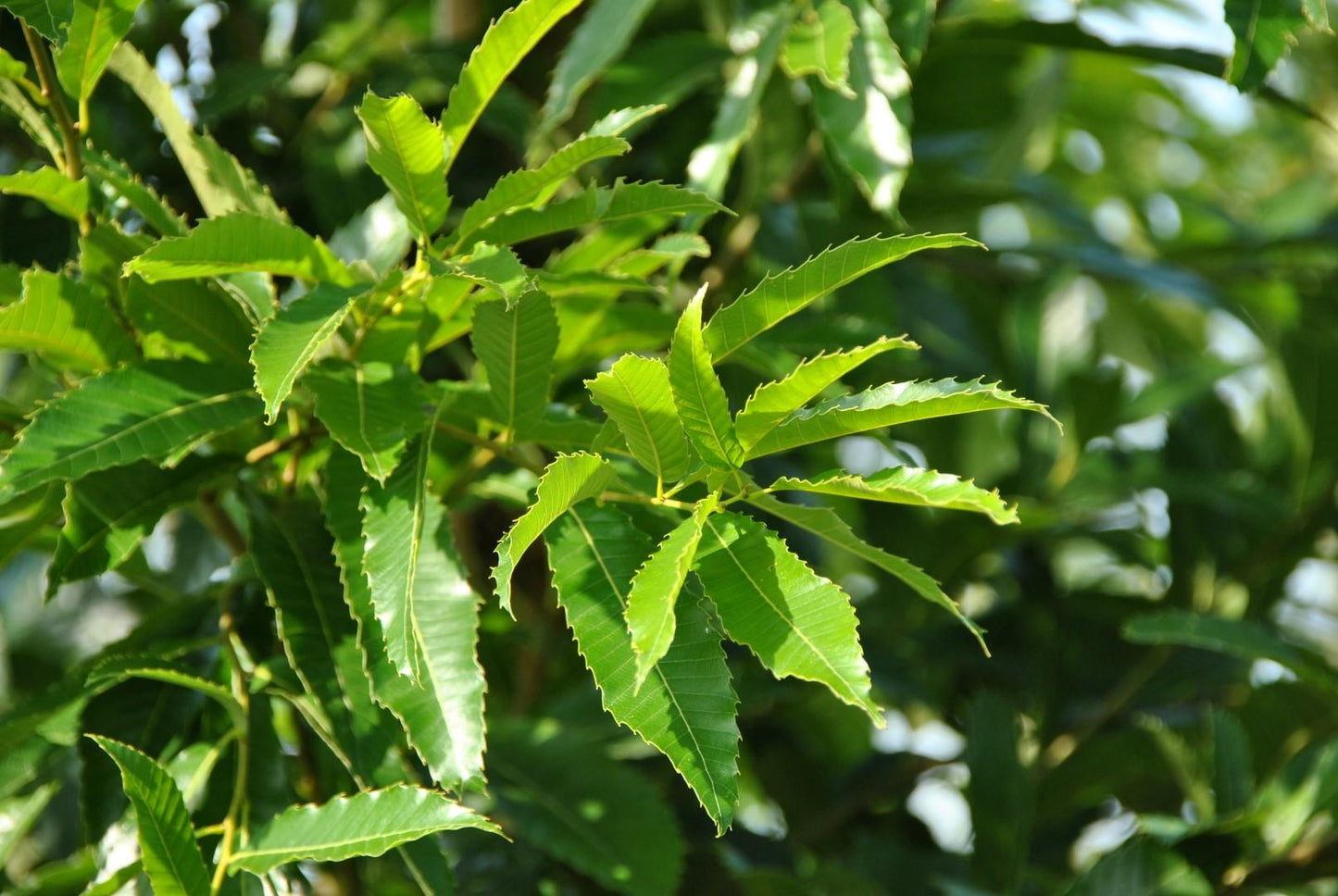 Quercus Acutissima - View 17 from www redcrocus com