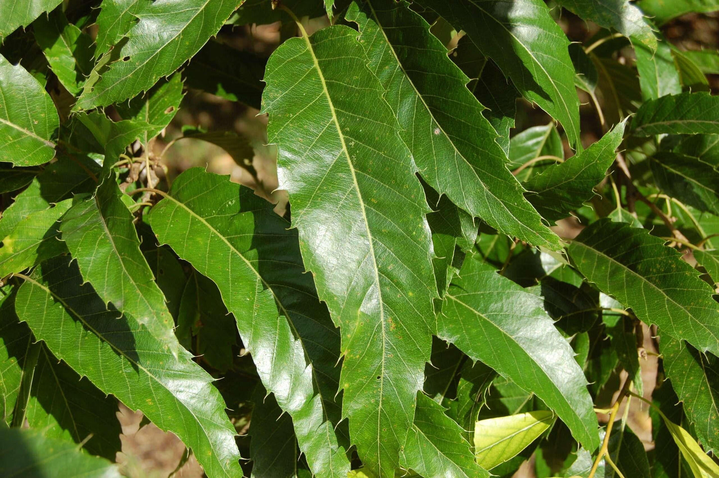 Quercus Acutissima - View 18 from www redcrocus com