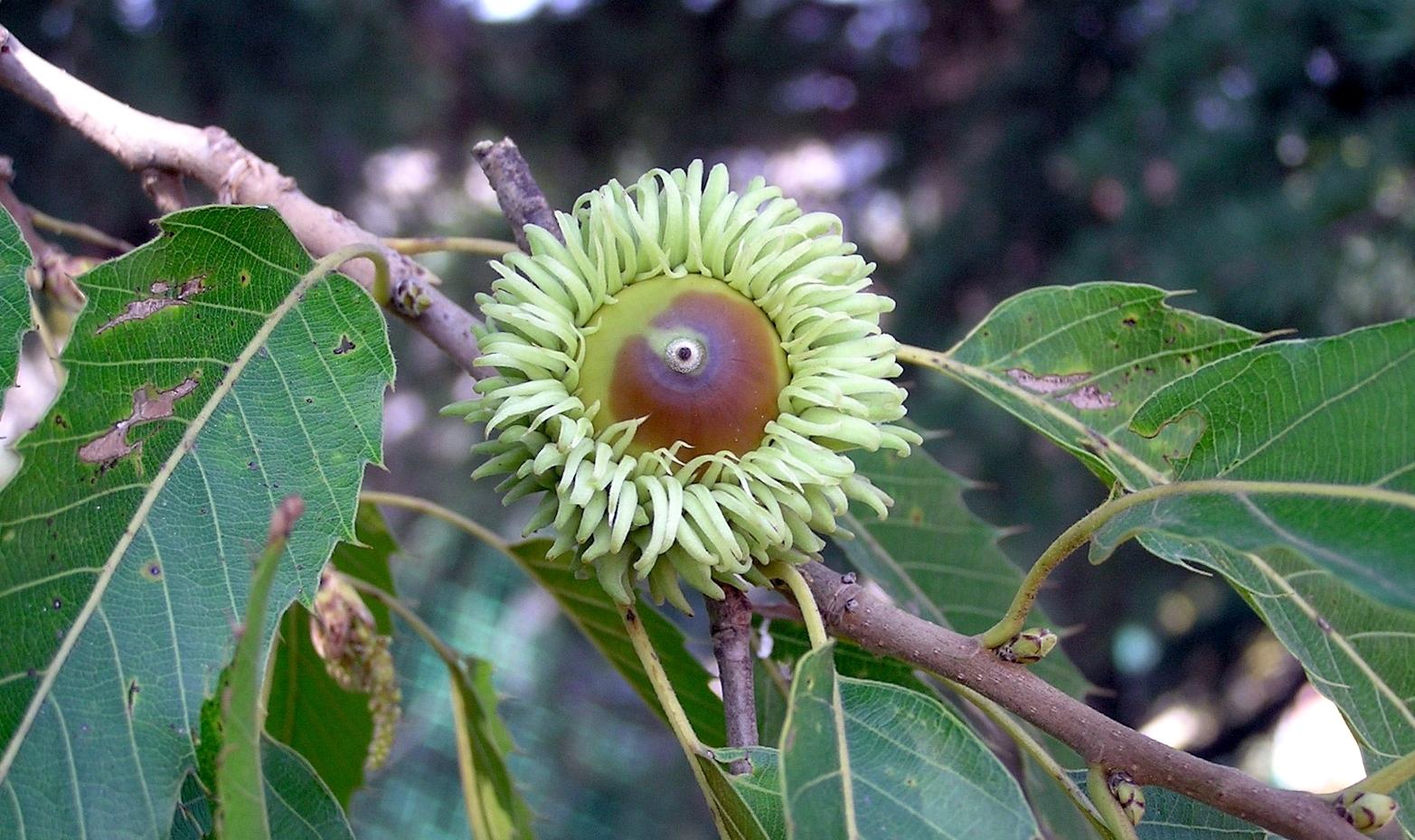 Quercus Acutissima - View 1 from www redcrocus com