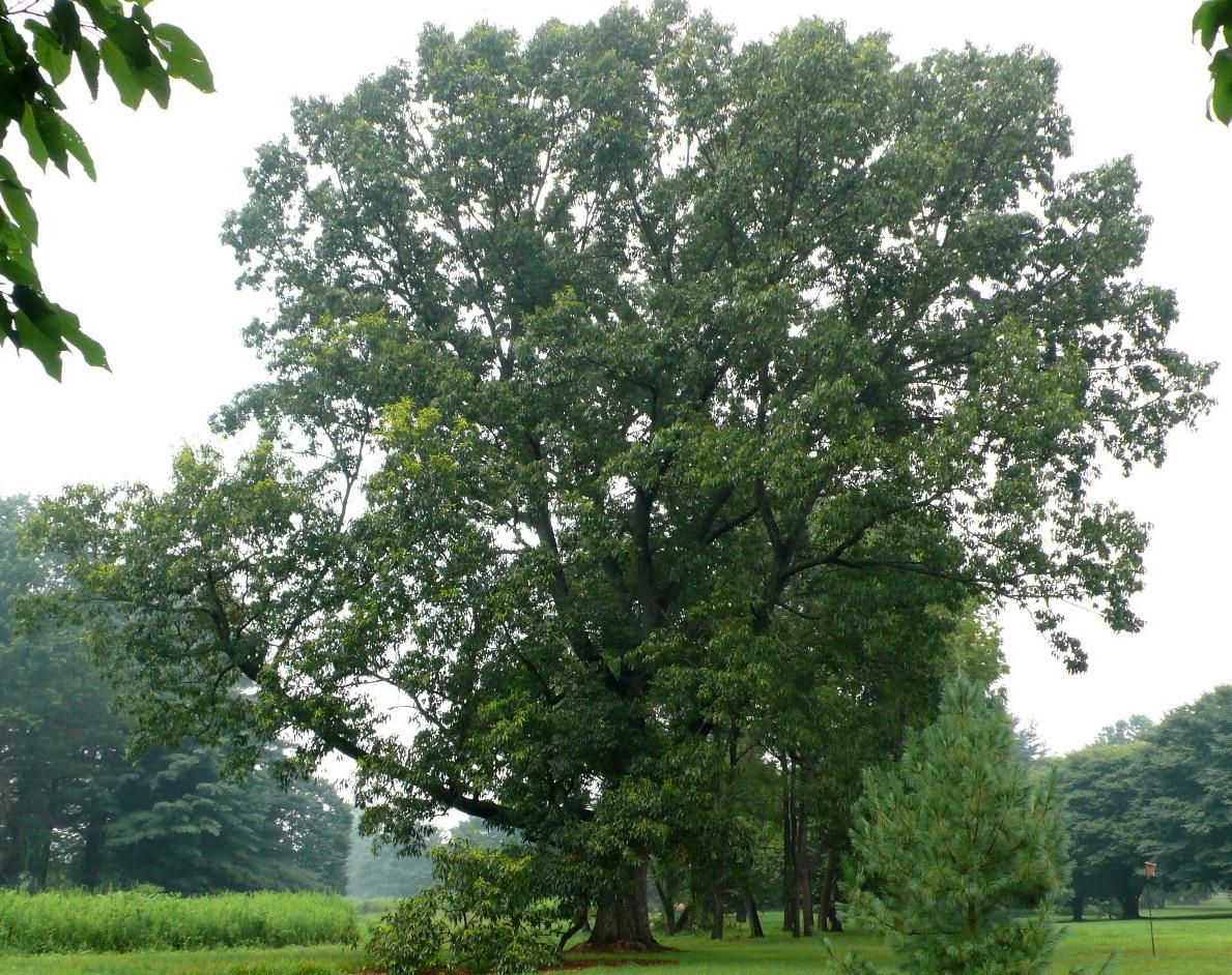 Quercus Acutissima - View 20 from www redcrocus com