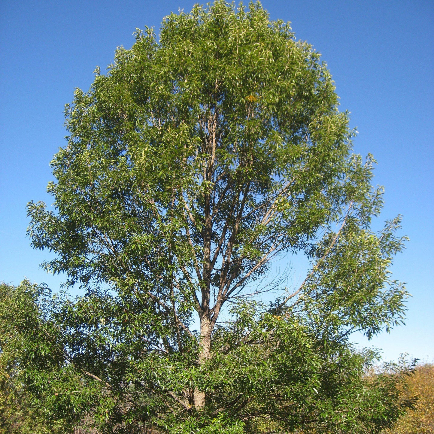 Quercus Acutissima - View 22 from www redcrocus com