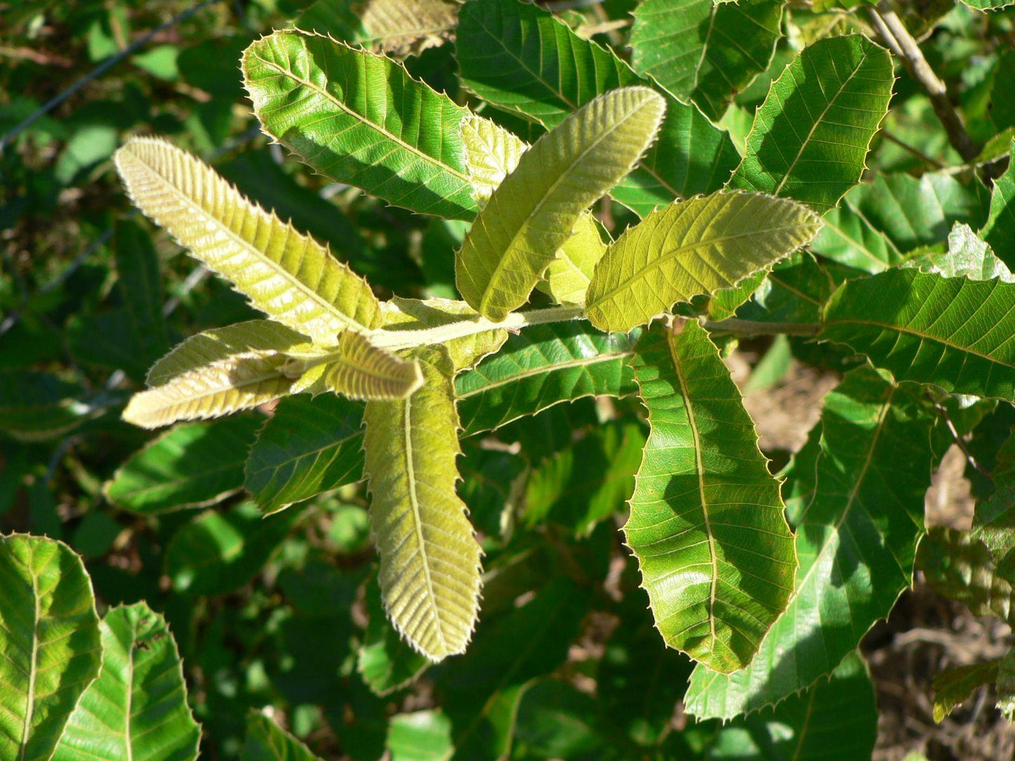 Quercus Acutissima - View 23 from www redcrocus com