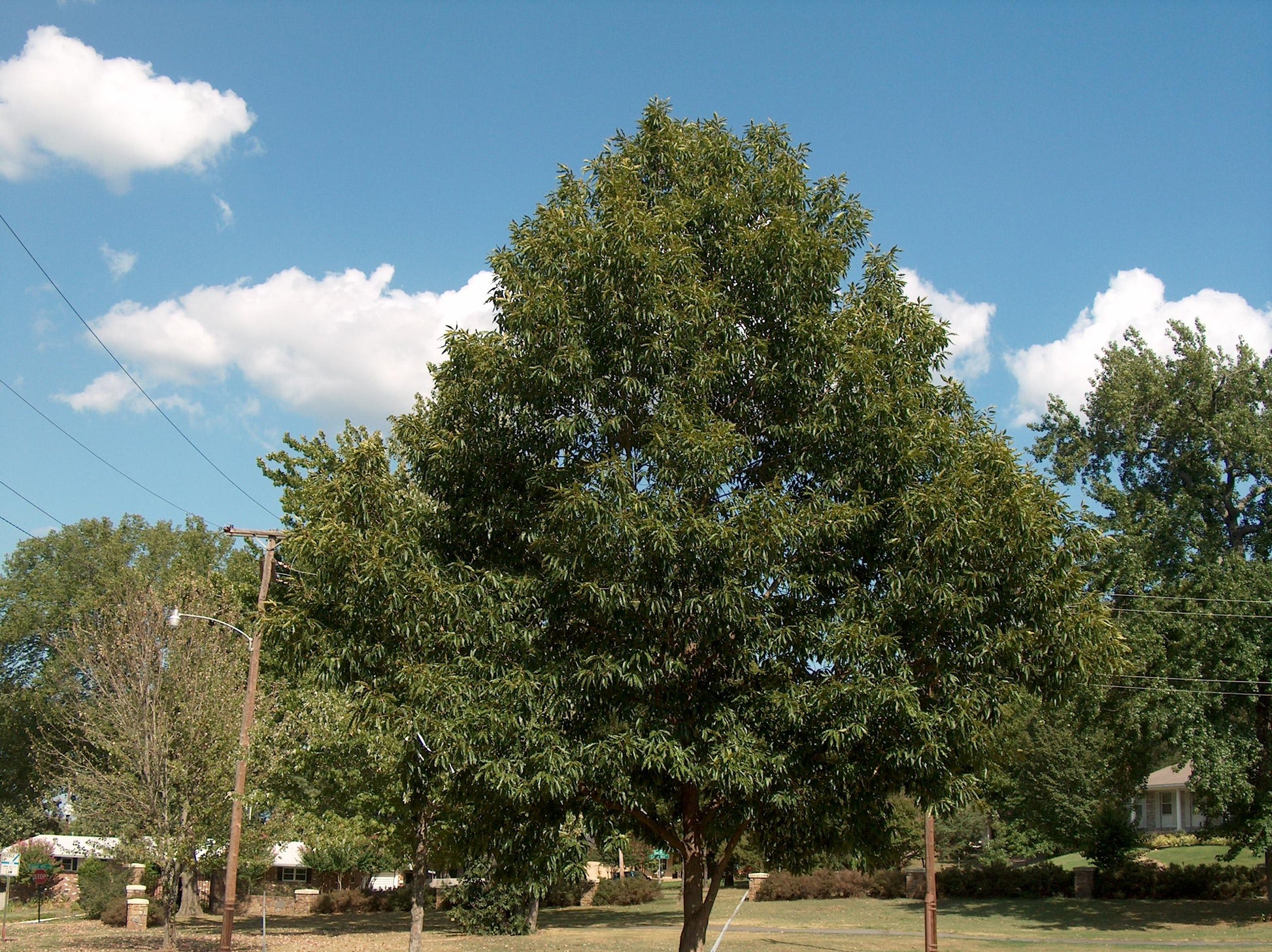 Quercus Acutissima - View 24 from www redcrocus com