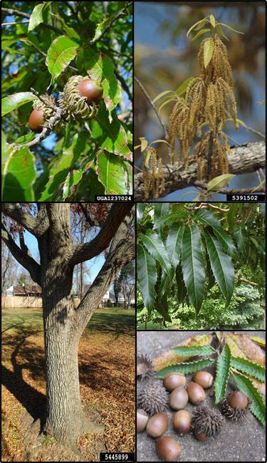 Quercus Acutissima - View 25 from www redcrocus com
