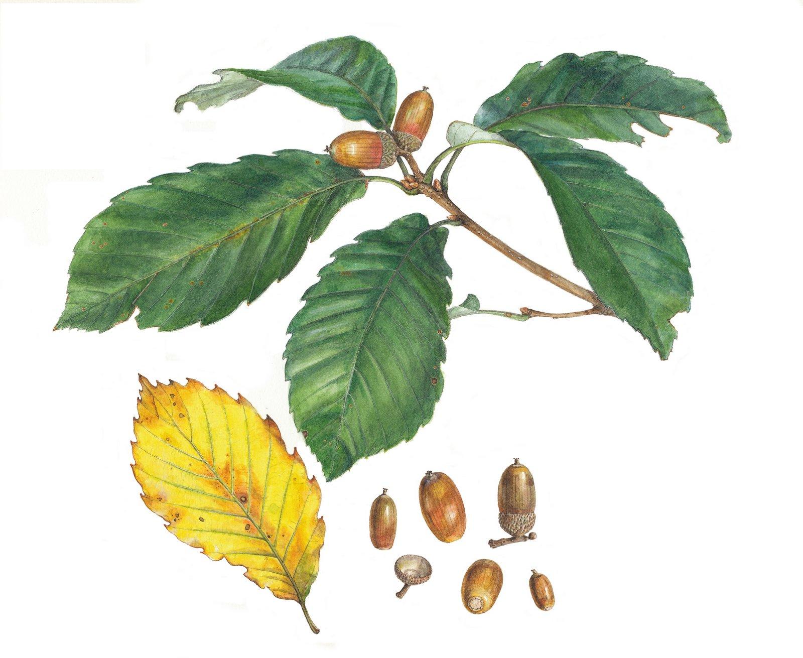 Quercus Acutissima - View 26 from www redcrocus com