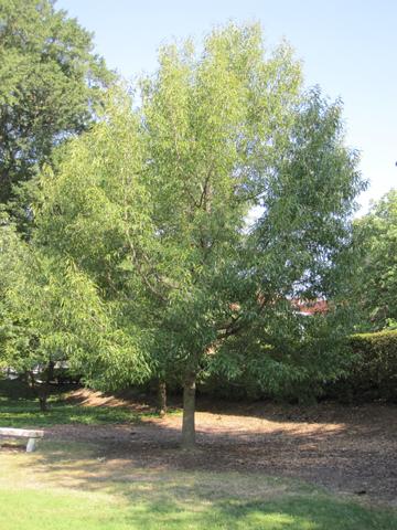 Quercus Acutissima - View 29 from www redcrocus com