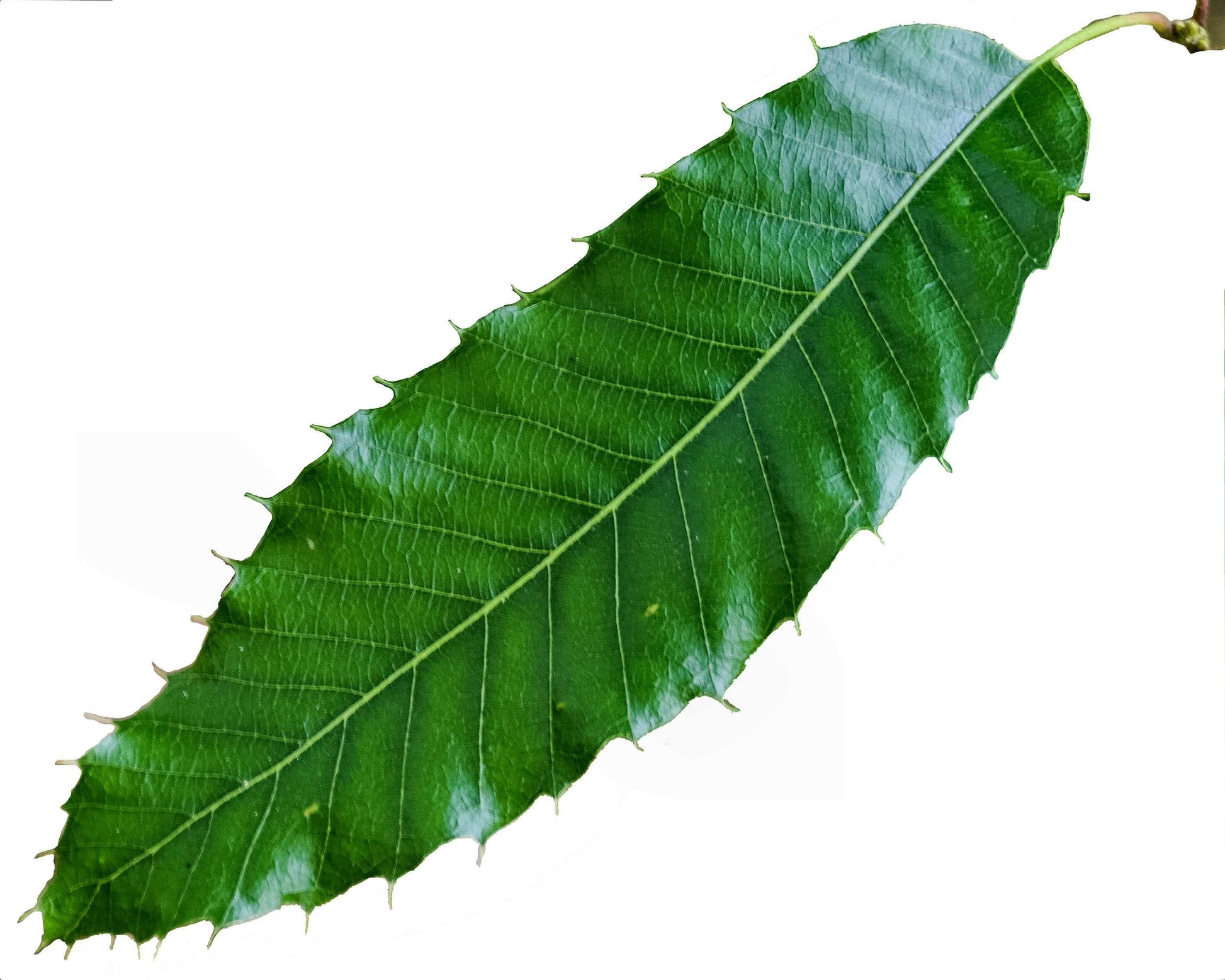 Quercus Acutissima - View 2 from www redcrocus com