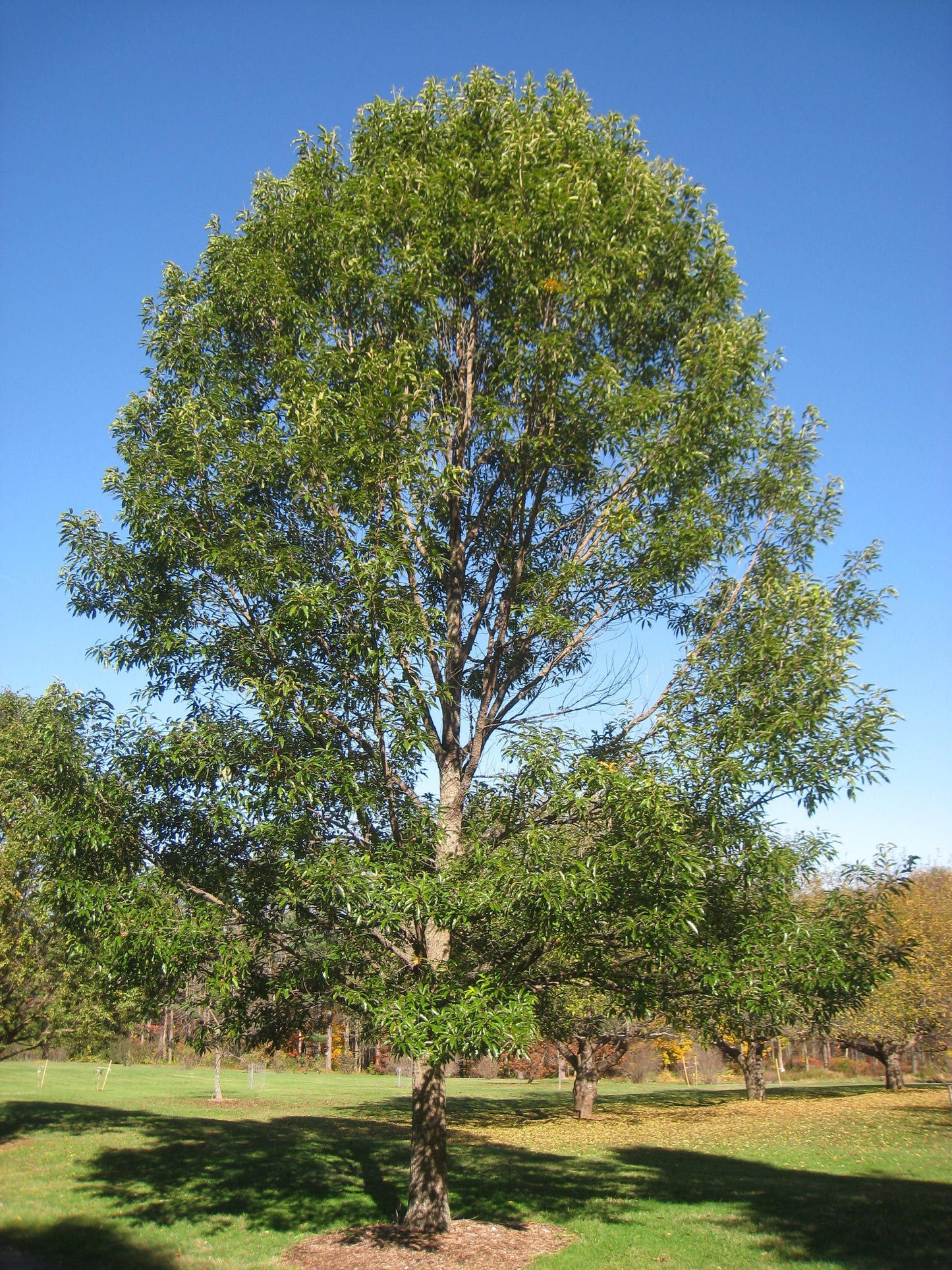 Quercus Acutissima - View 31 from www redcrocus com