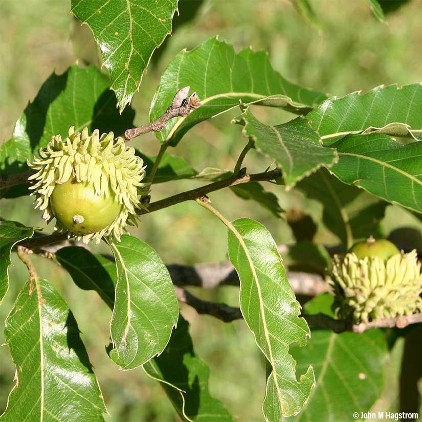 Quercus Acutissima - View 32 from www redcrocus com