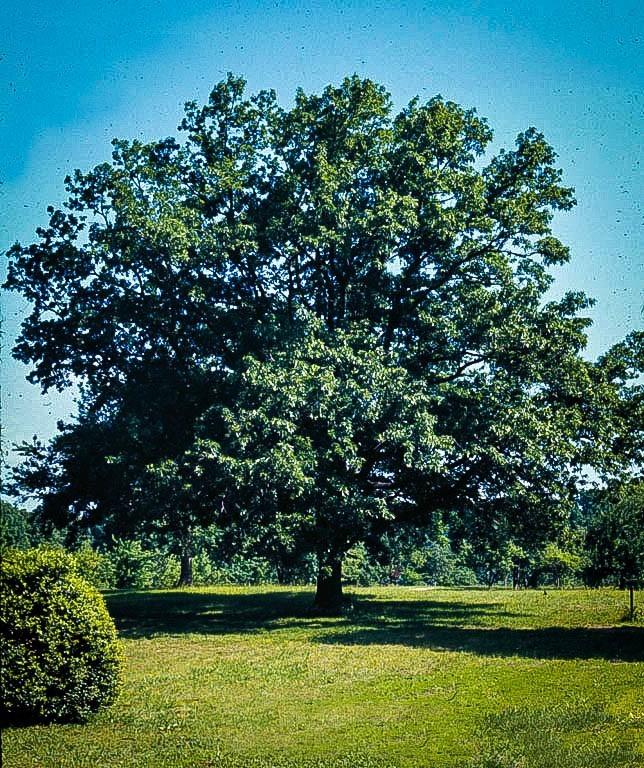 Quercus Acutissima - View 34 from www redcrocus com