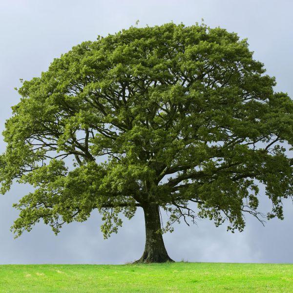 Quercus Acutissima - View 36 from www redcrocus com