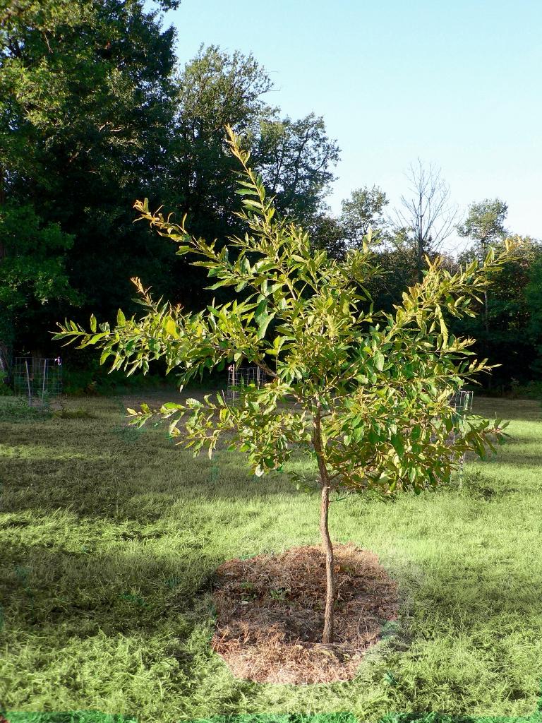 Quercus Acutissima - View 37 from www redcrocus com