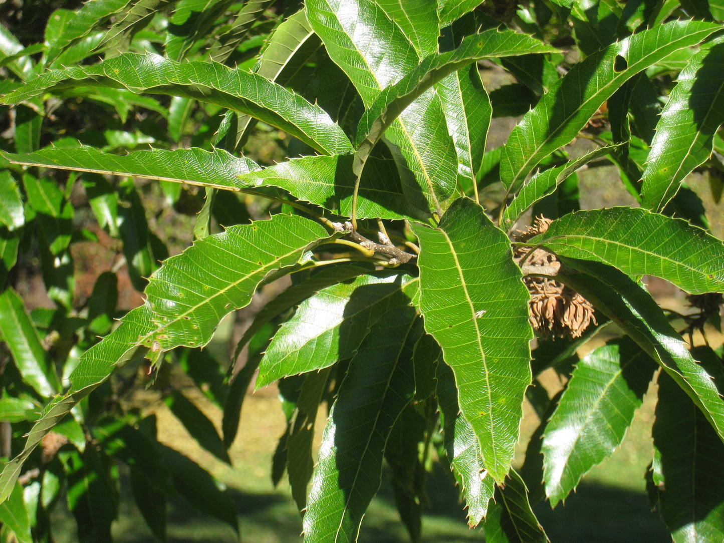 Quercus Acutissima - View 3 from www redcrocus com