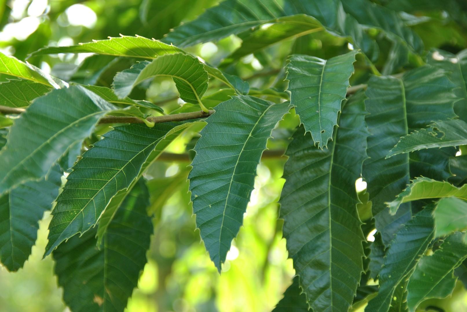 Quercus Acutissima - View 4 from www redcrocus com