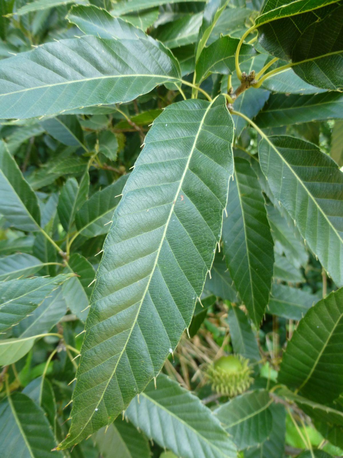 Quercus Acutissima - View 5 from www redcrocus com