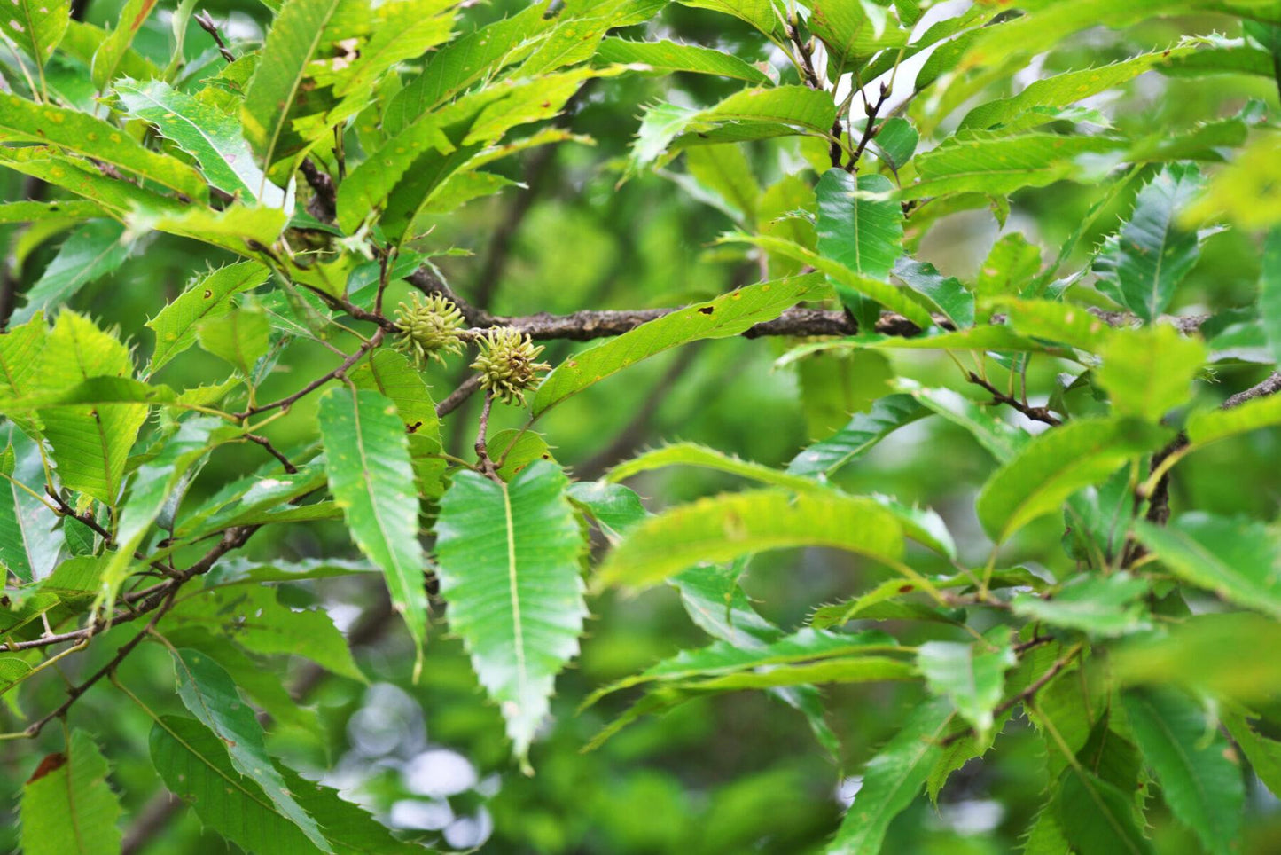 Quercus Acutissima - View 6 from www redcrocus com