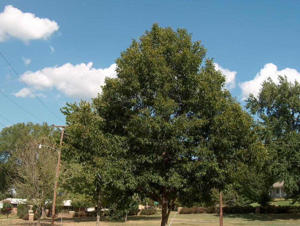 Quercus Acutissima - View 7 from www redcrocus com