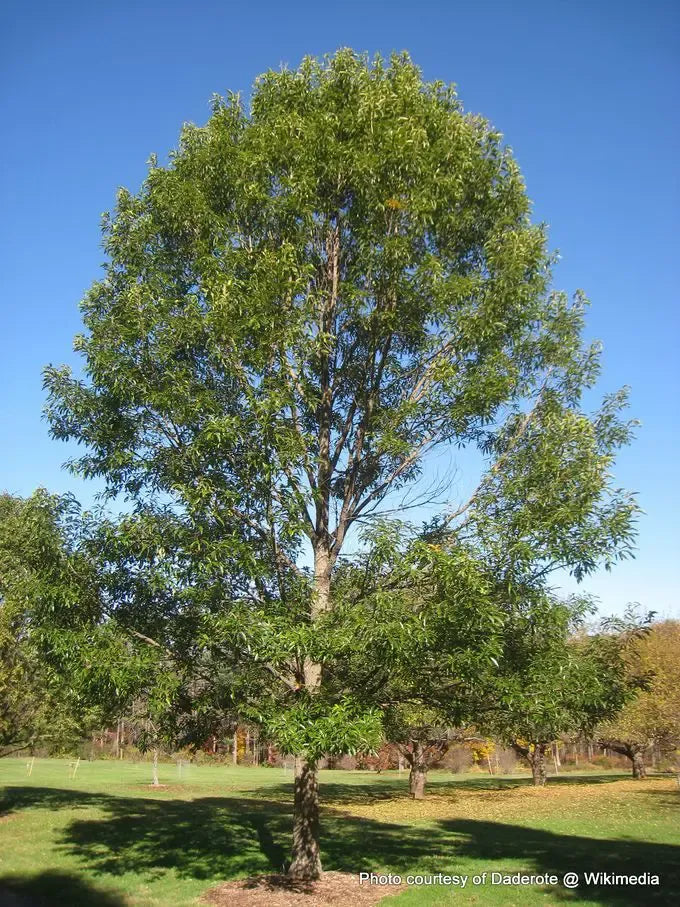 Quercus Acutissima - View 8 from www redcrocus com