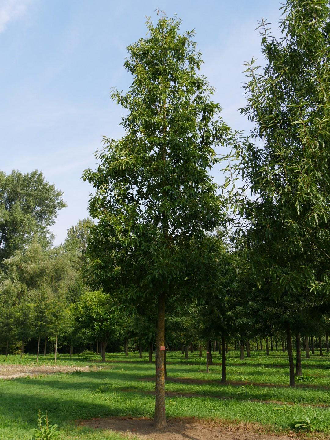 Quercus Acutissima - View 9 from www redcrocus com