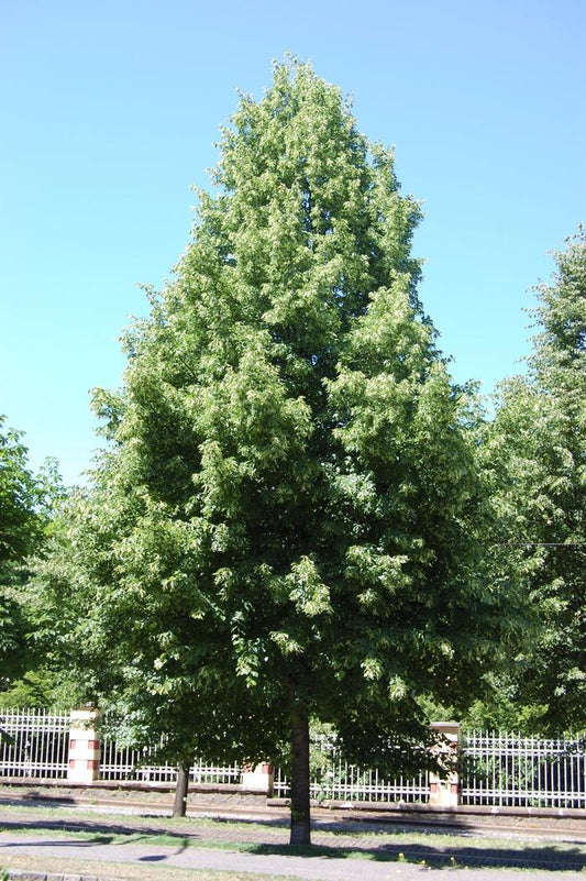 Tilia Tomentosa Green Mountain - View 10 from www redcrocus com