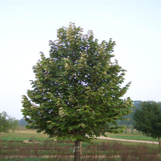Tilia Tomentosa Green Mountain - View 13 from www redcrocus com