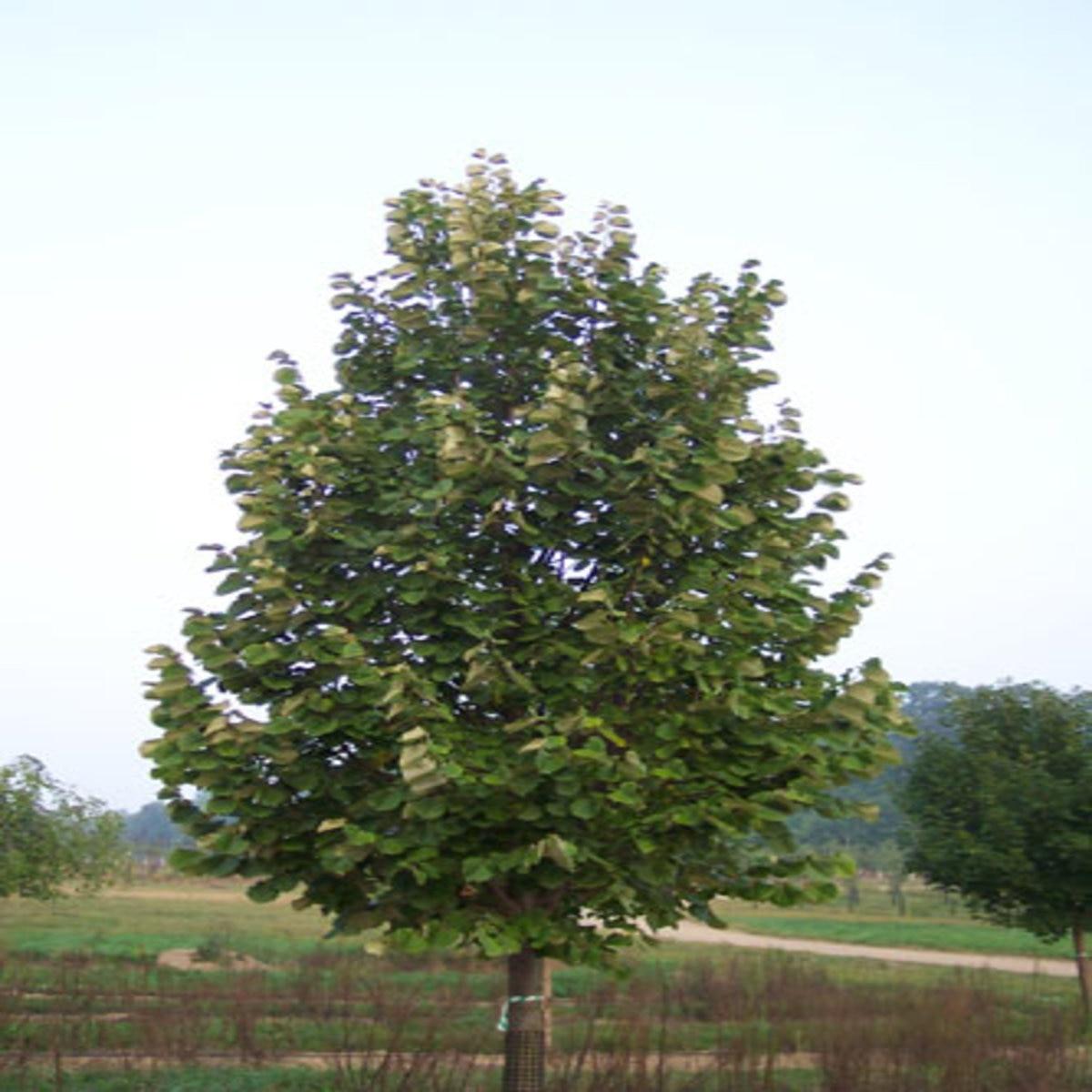 Tilia Tomentosa Green Mountain - View 13 from www redcrocus com