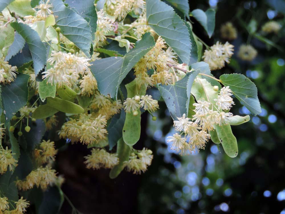 Tilia Tomentosa Green Mountain - View 14 from www redcrocus com