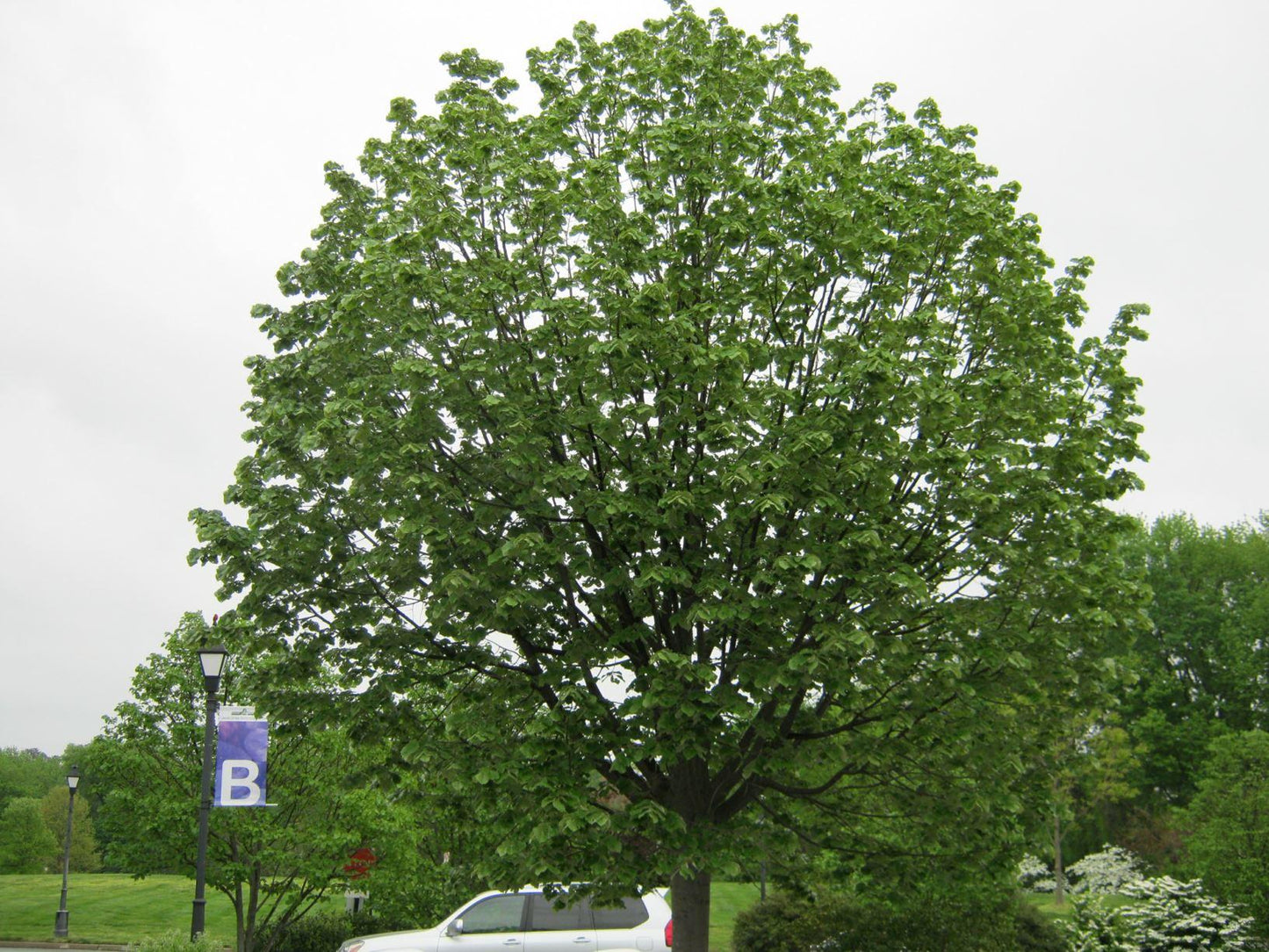 Tilia Tomentosa Green Mountain - View 16 from www redcrocus com