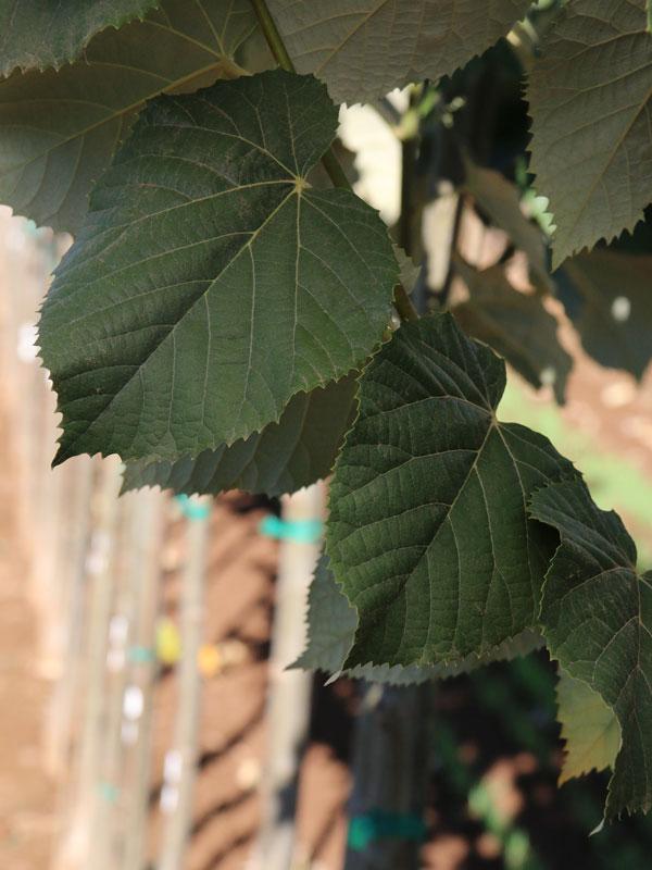 Tilia Tomentosa Green Mountain - View 18 from www redcrocus com