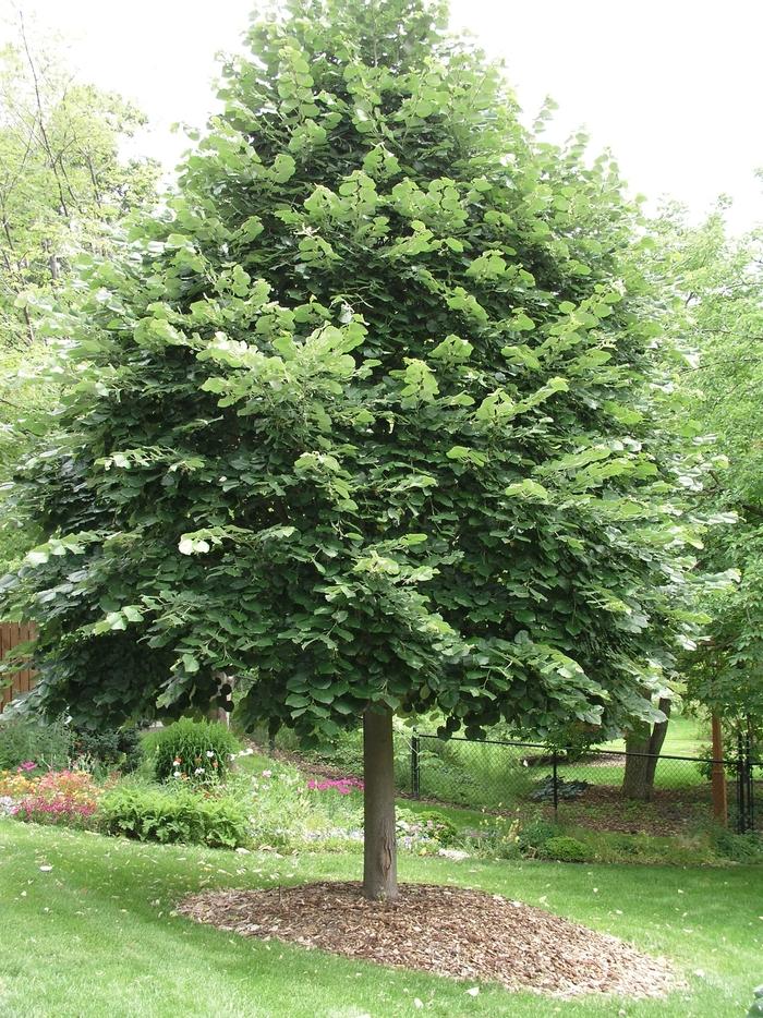 Tilia Tomentosa Green Mountain - View 2 from www redcrocus com